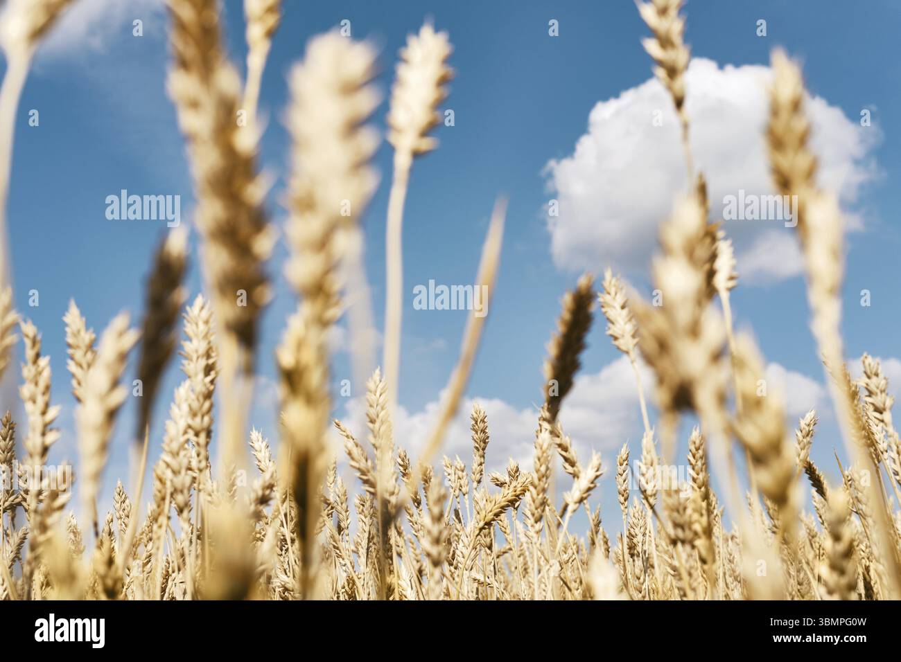 Goldene reife Weizenohren aus der Nahaufnahme. Endloses Weizenfeld. Ernte, landwirtschaftliche Landwirtschaft und gesunde Nahrungsmittelproduktion Stockfoto
