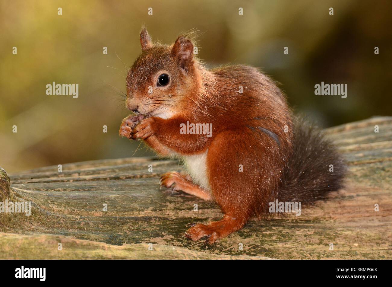 Erwachsenes rotes Eichhörnchen. Brownsea Island, Dorset, Großbritannien Stockfoto