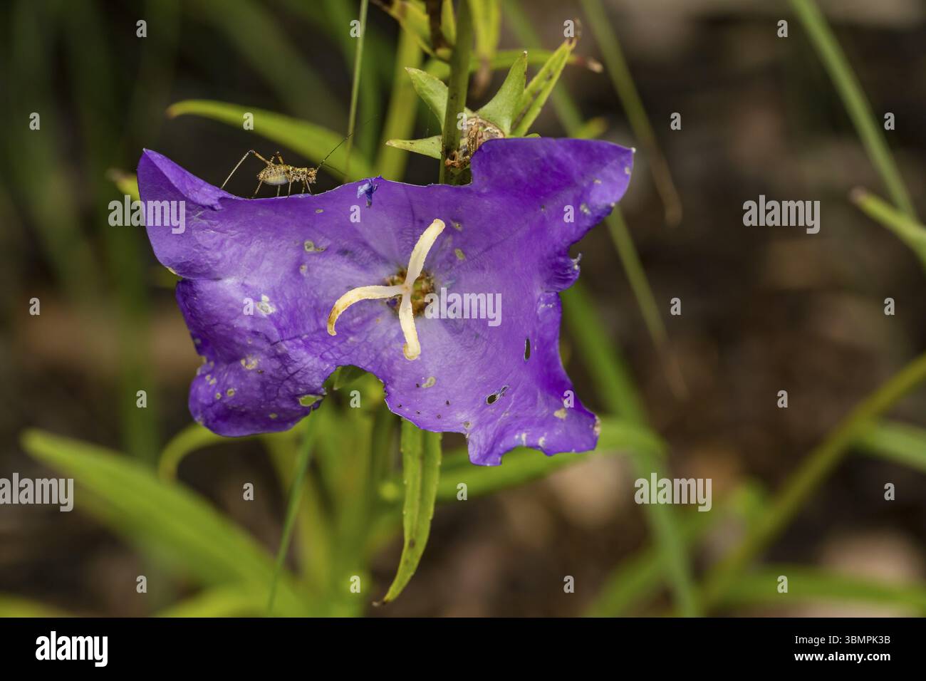 Infloreszenz einer violetten drei-Mast-Blume (Auge gottes) mit einem Insekt, im Garten ausgeschnitten Stockfoto