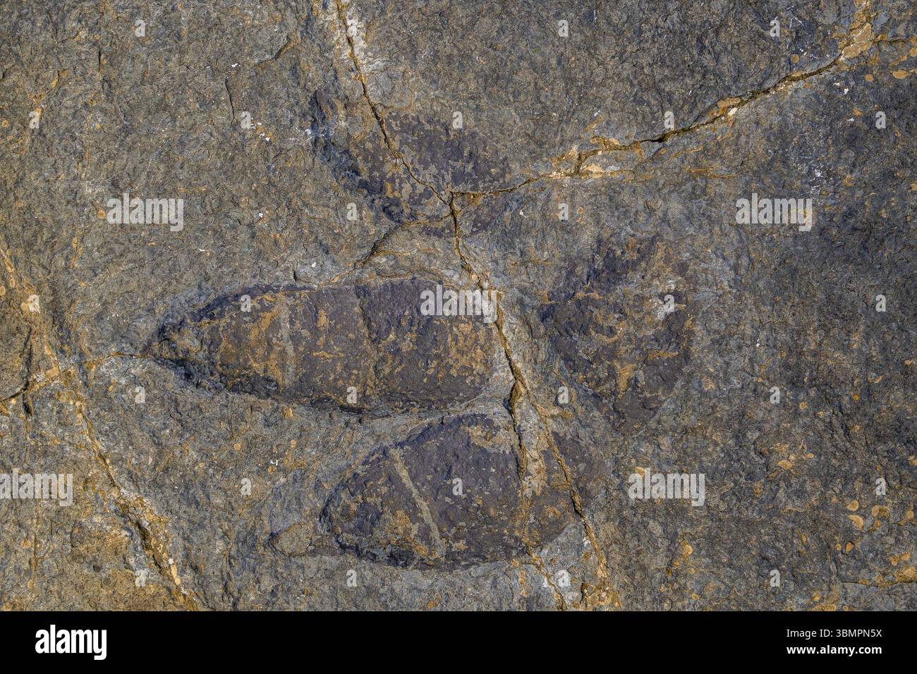 Dinosaurier-Fussabdruck auf einem Felsen, Archäologische Fundstaette Penaportillo, Munilla, La Rioja, Spanien, Europa Stockfoto
