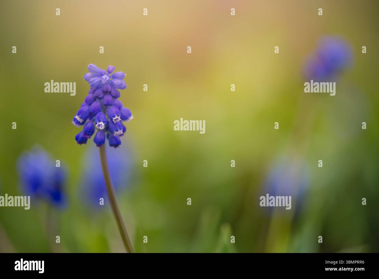 Blühende blaue Traubenhyazinthe Muscari armeniacum Blume in üppig grünem Gras, geschmückt mit glitzernden Tau-Tropfen, gegen einen sanft verschwommenen Sp Stockfoto