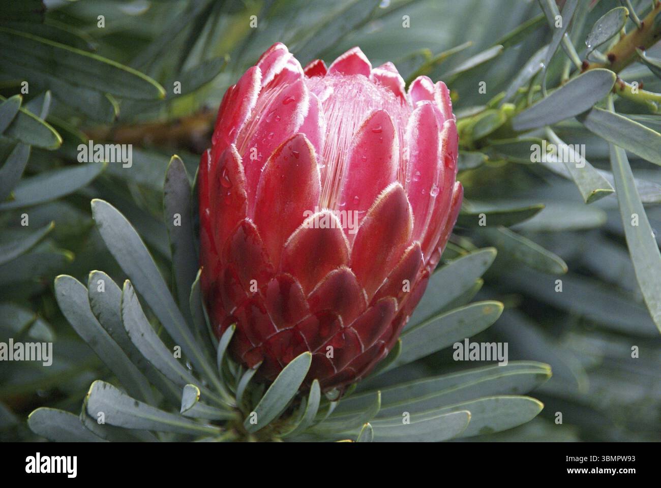 Nahaufnahme einer lebendigen Protea-Blume mit Wassertropfen, die ihre einzigartige Schönheit inmitten üppiger Blätter zeigt Stockfoto