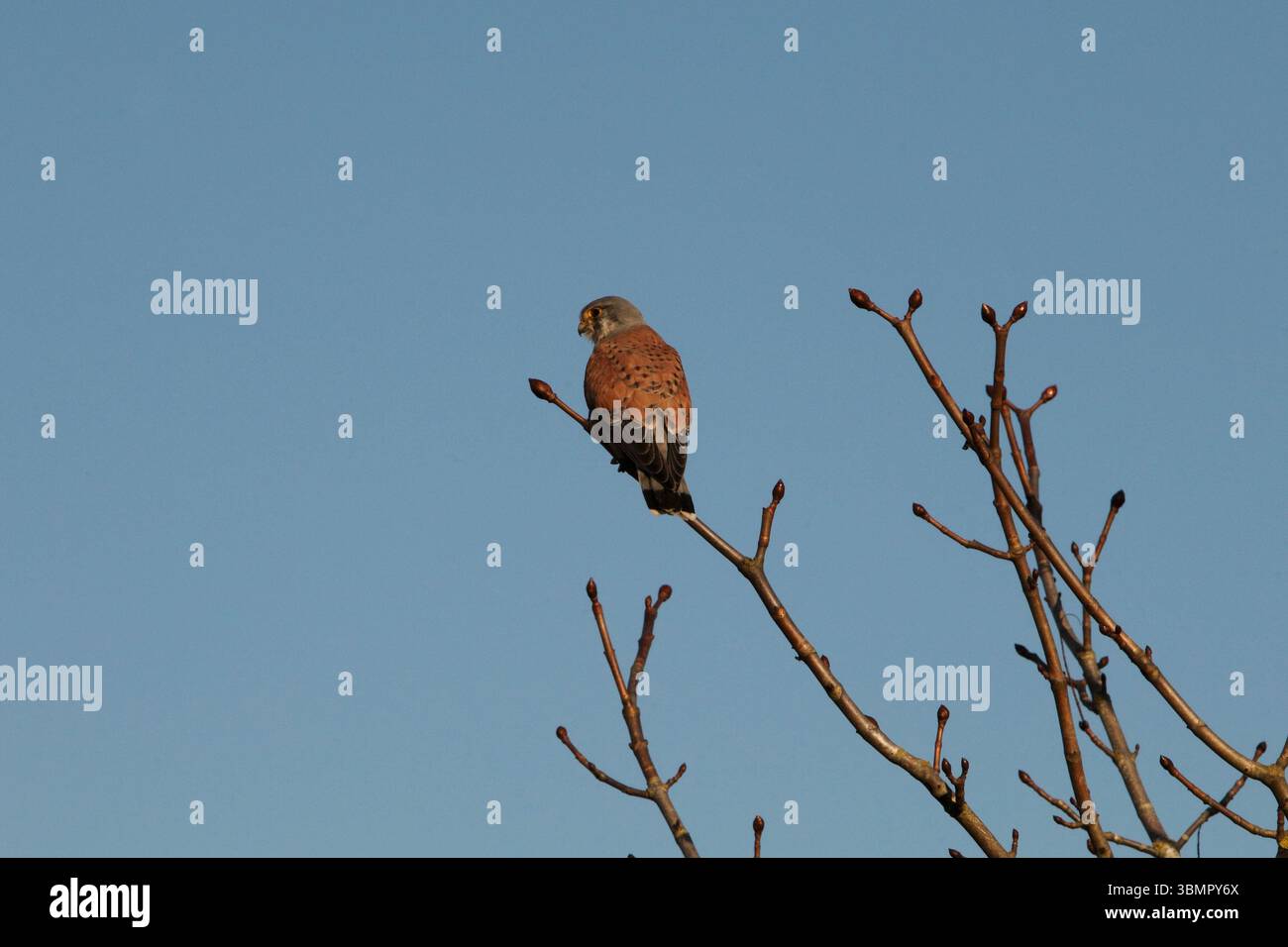 Falco Tinnunkulus. Kestrel. Crecelle, ruht im Frühling auf einem Baum. Stockfoto