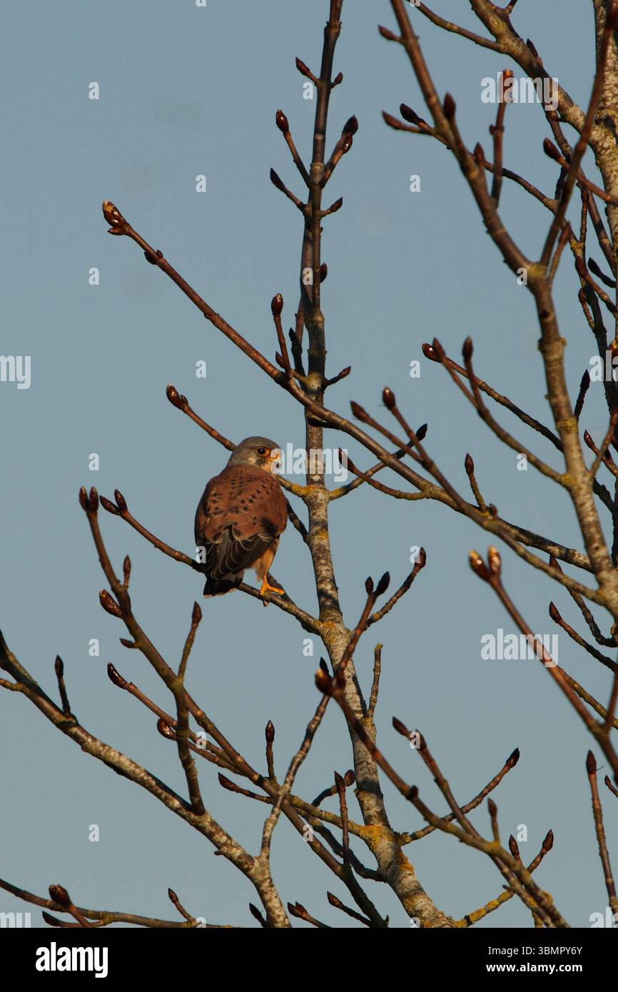 Falco Tinnunkulus. Kestrel. Crecelle, ruht im Frühling auf einem Baum. Stockfoto