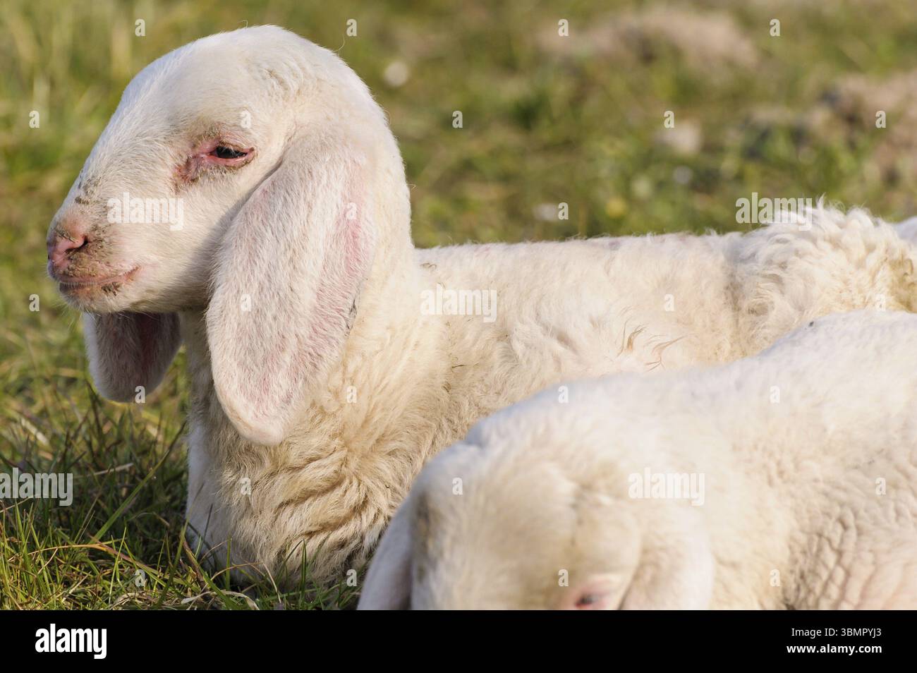 Porträt des Lämmchens, das auf der Wiese liegt Stockfoto
