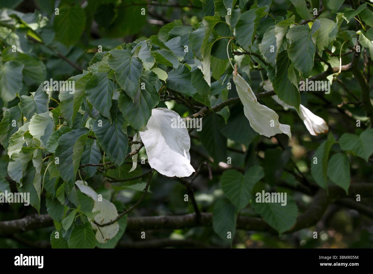 Davidia involucrata, Taschentuch, Blumen. Stockfoto