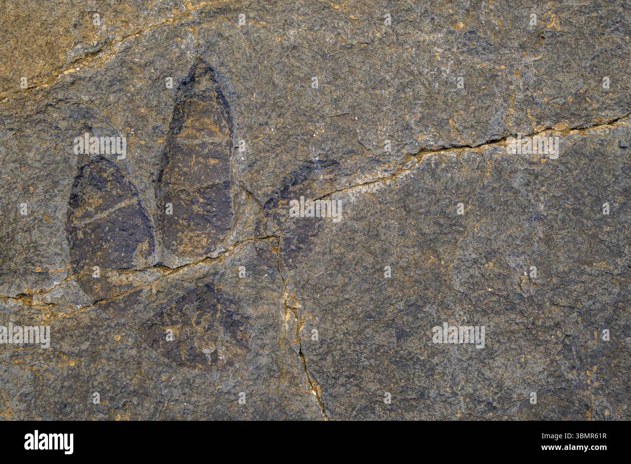 Dinosaurier-Fussabdruck auf einem Felsen, Archäologische Fundstaette Penaportillo, Munilla, La Rioja, Spanien, Europa Stockfoto