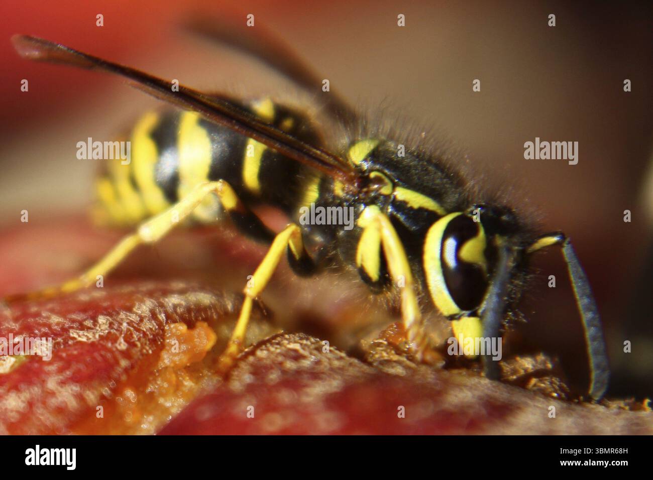 Makroansicht einer Wasp, die einen roten Apfel isst Stockfoto