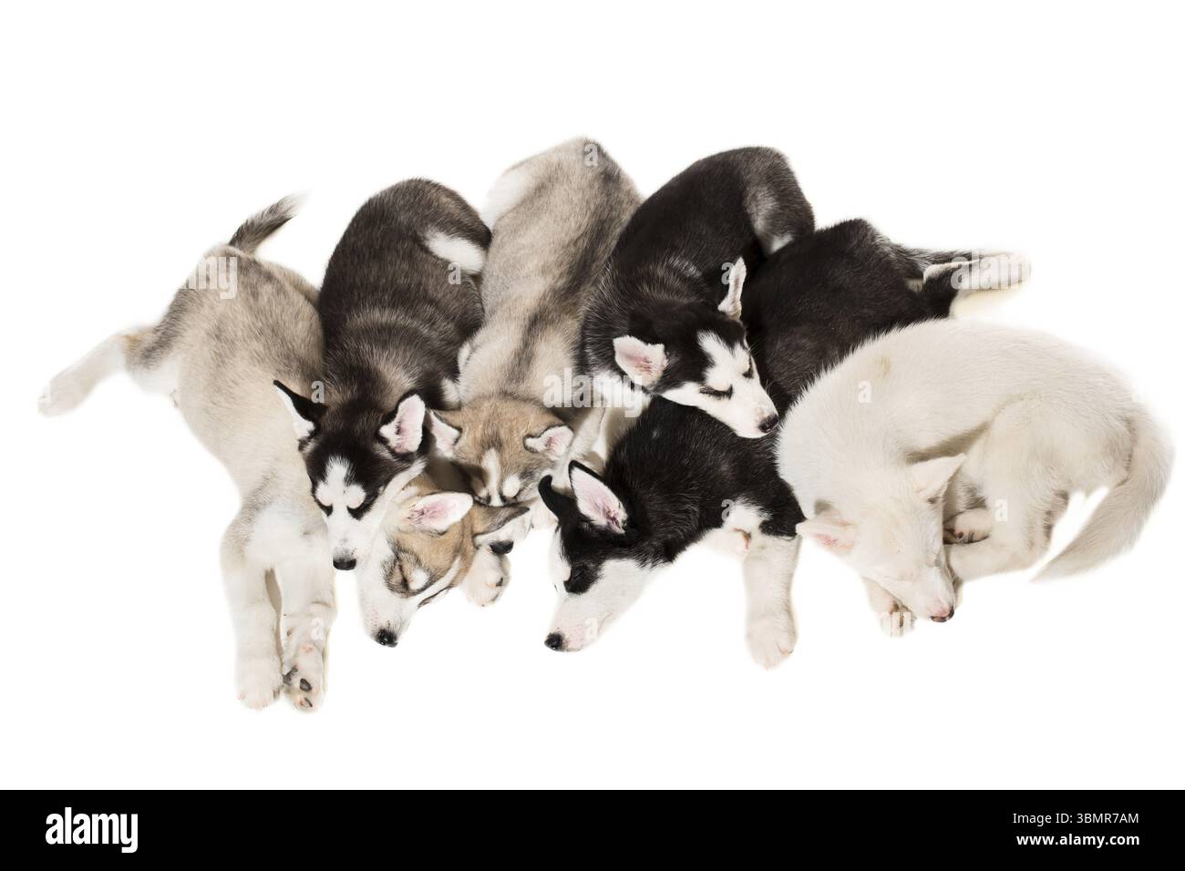 Süßer kleiner Husky Welpe isoliert auf weißem Hintergrund. Eine Gruppe von Welpen schläft im Studio. Husky-Kinder sind müde Stockfoto
