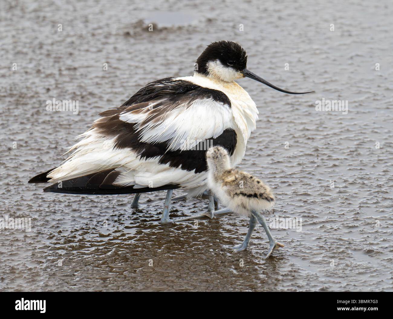 Ein erwachsener Pied Avocet, Recurvirostra avosetta, der seine Jungen während eines starken Regenschauers in Leighton Moss, Silverdale, Lancashire, Großbritannien, beschützt. Stockfoto
