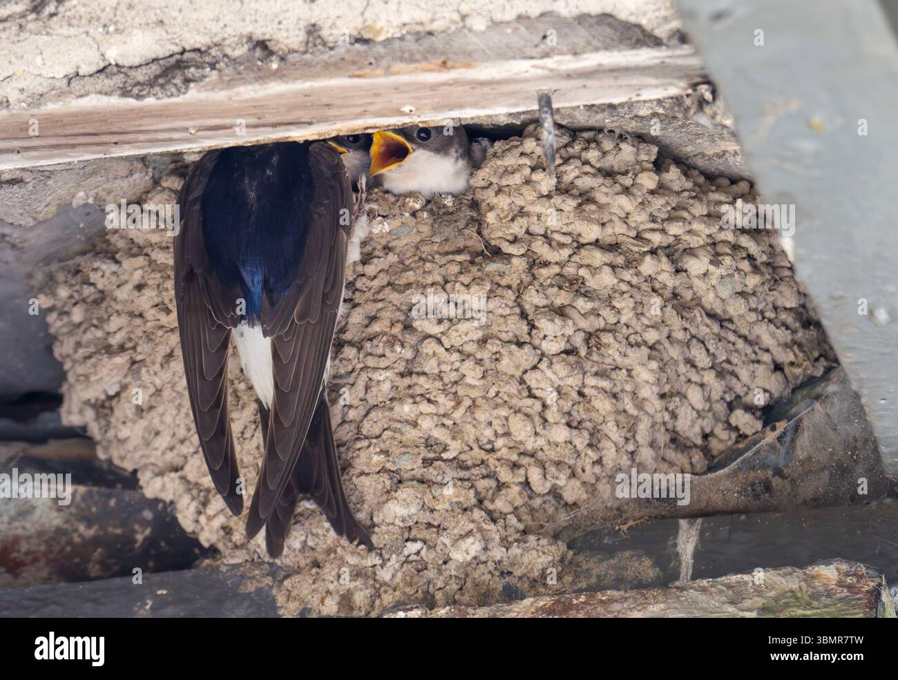 Young House Martin, Delichon urbicum in einem Nest auf einem Haus in Ambleside, Lake District, Großbritannien, das von einem erwachsenen Vogel gefüttert wird. Stockfoto