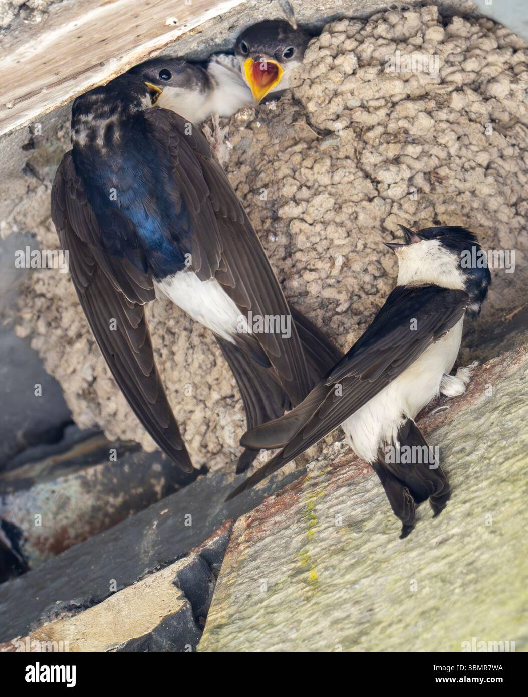Young House Martin, Delichon urbicum in einem Nest auf einem Haus in Ambleside, Lake District, Großbritannien, das von einem erwachsenen Vogel gefüttert wird. Stockfoto