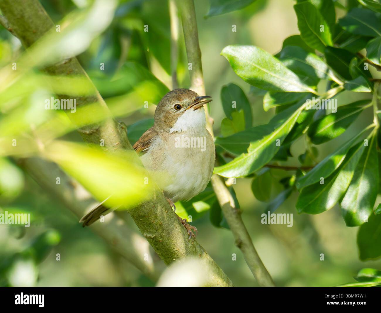 Ein gemeines Whitethroat, Sylvia communis in Ambleside, Lake District, Großbritannien. Stockfoto