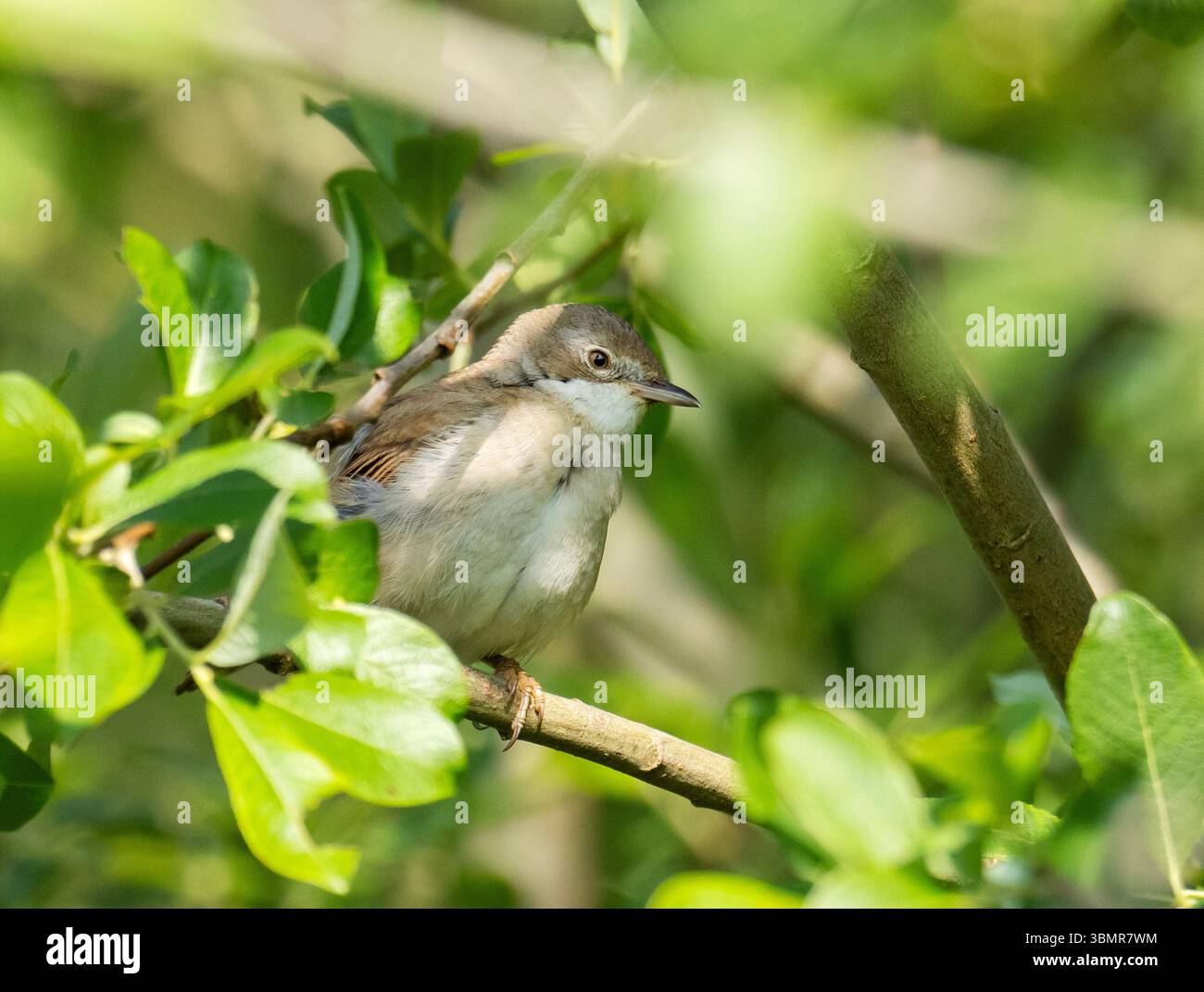 Ein gemeines Whitethroat, Sylvia communis in Ambleside, Lake District, Großbritannien. Stockfoto