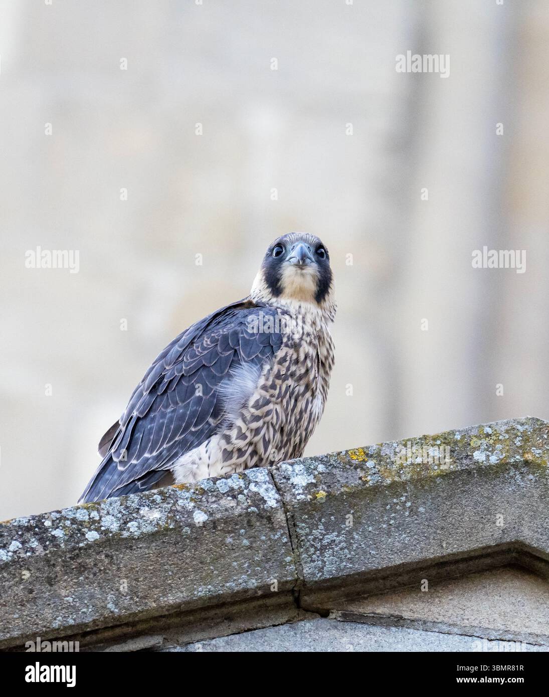 Eine junge weibliche Peregrine Falke, Falco peregrinus, die gerade aus dem Nest an der Norwich Cathedral in Norwich, Norfolk, UK, geflogen ist. Stockfoto
