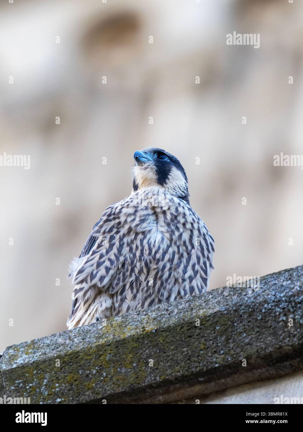 Eine junge weibliche Peregrine Falke, Falco peregrinus, die gerade aus dem Nest an der Norwich Cathedral in Norwich, Norfolk, UK, geflogen ist. Stockfoto
