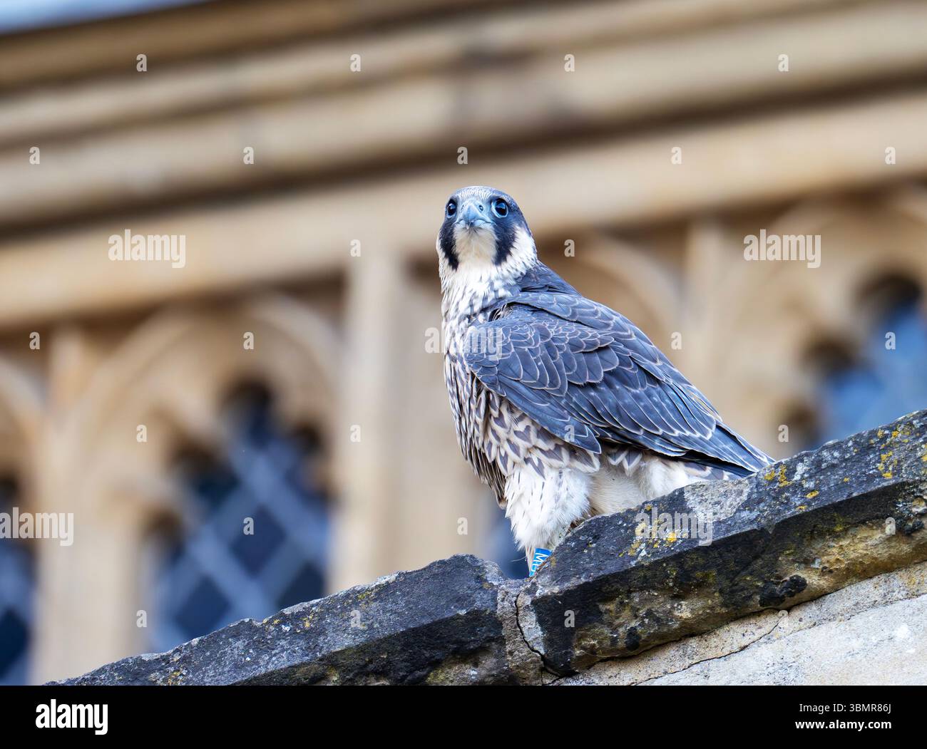 Eine junge weibliche Peregrine Falke, Falco peregrinus, die gerade aus dem Nest an der Norwich Cathedral in Norwich, Norfolk, UK, geflogen ist. Stockfoto