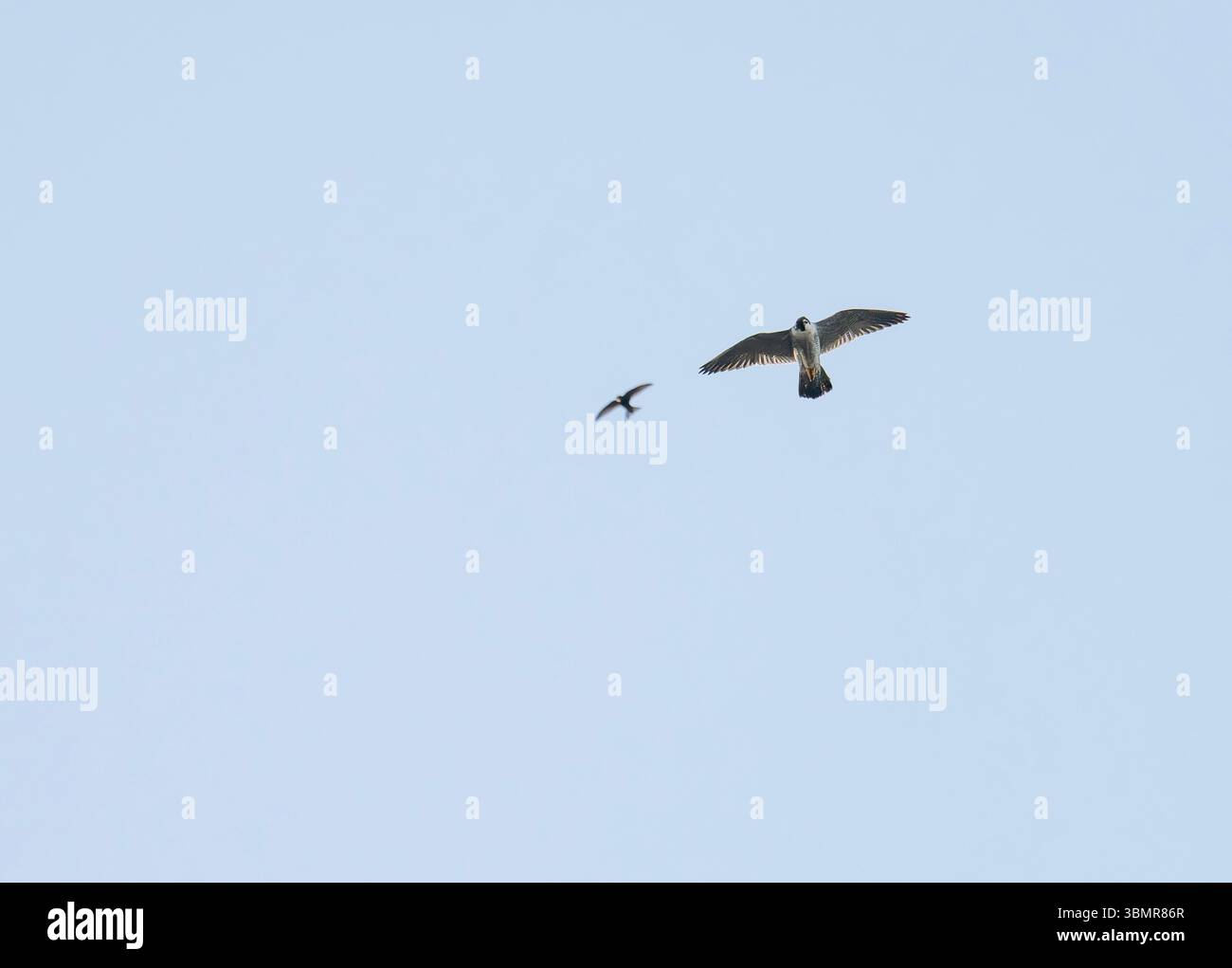 A Peregrine Falcon, Falco peregrinus und Common Swift, Apus apus in Norwich, norfolk, Großbritannien. Stockfoto