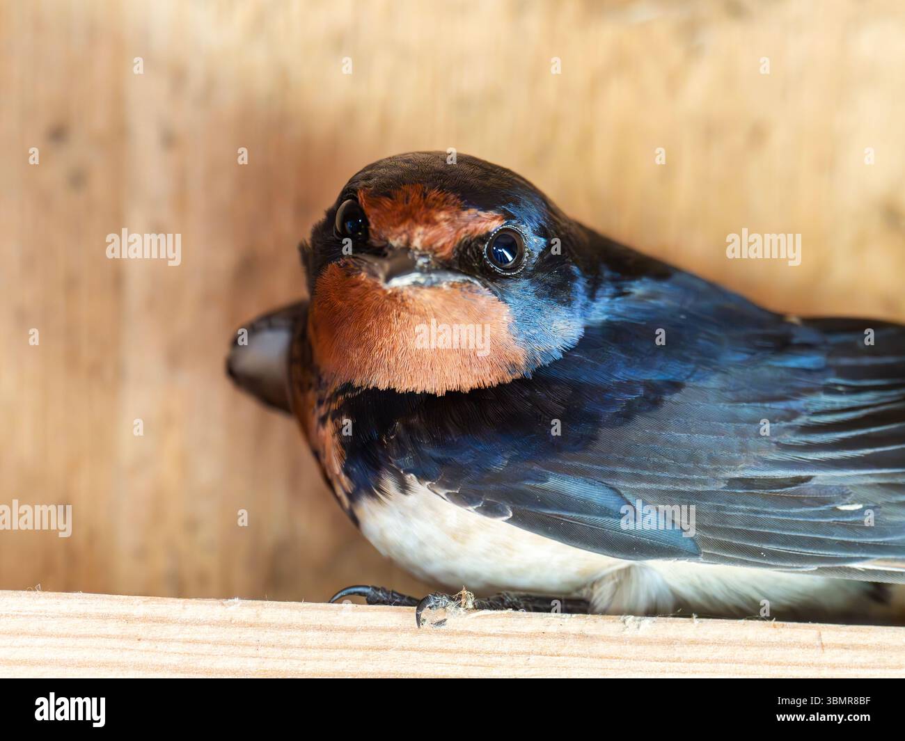Eine Scheunenschwalbe, Hirundo rustica in Cley Next the Sea, Norfolk, Großbritannien. Stockfoto