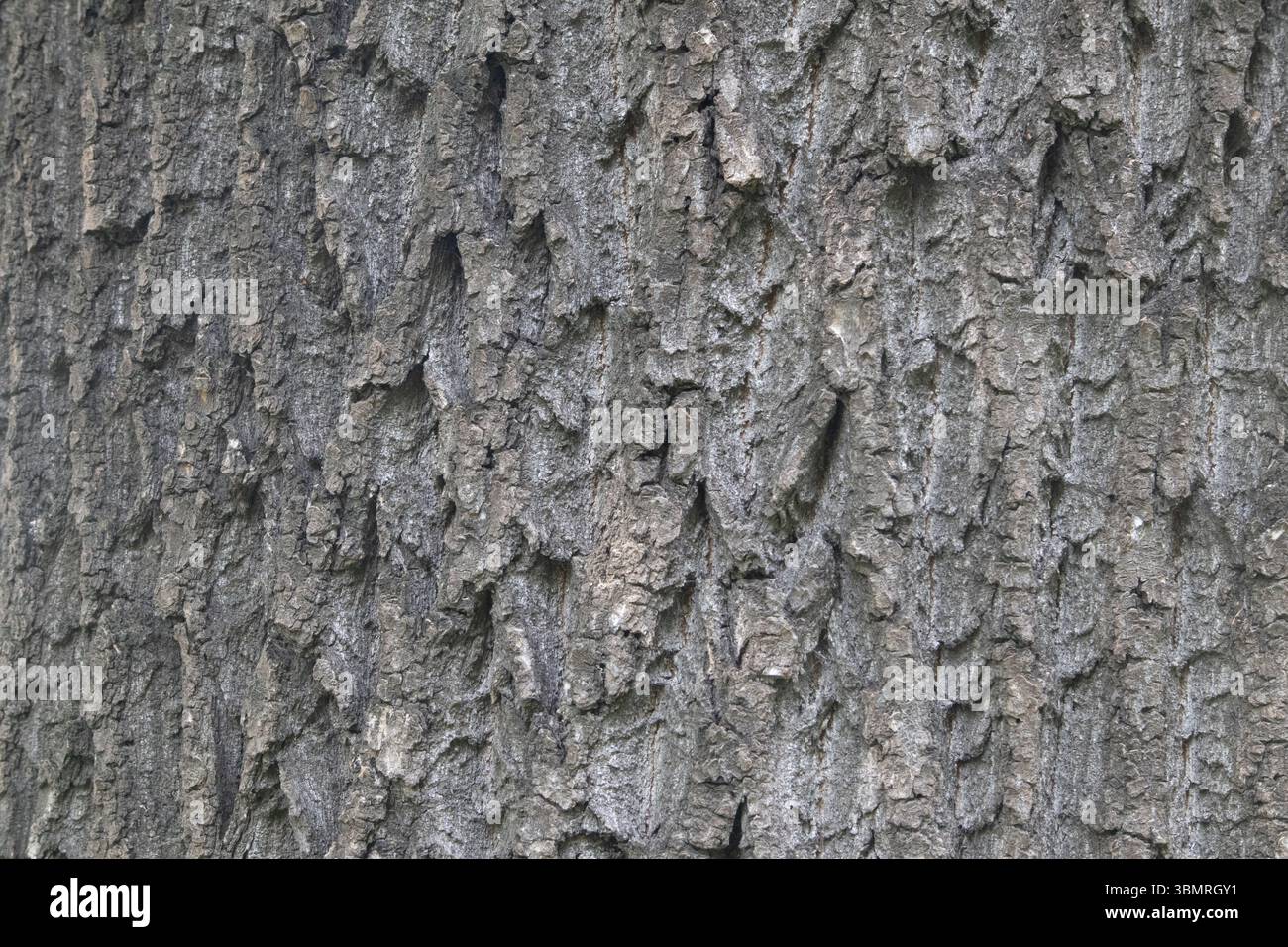 Nahaufnahme des Eschenholms. Die Struktur der Baumrinde. Stockfoto