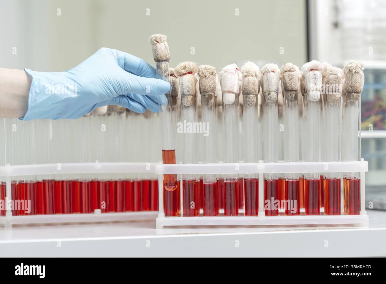 Hand eines Laboranten, der den Blutröhretest hält und ein Rack mit Blutproben anderer Patienten unterlegt. Laborant mit einem blo Stockfoto