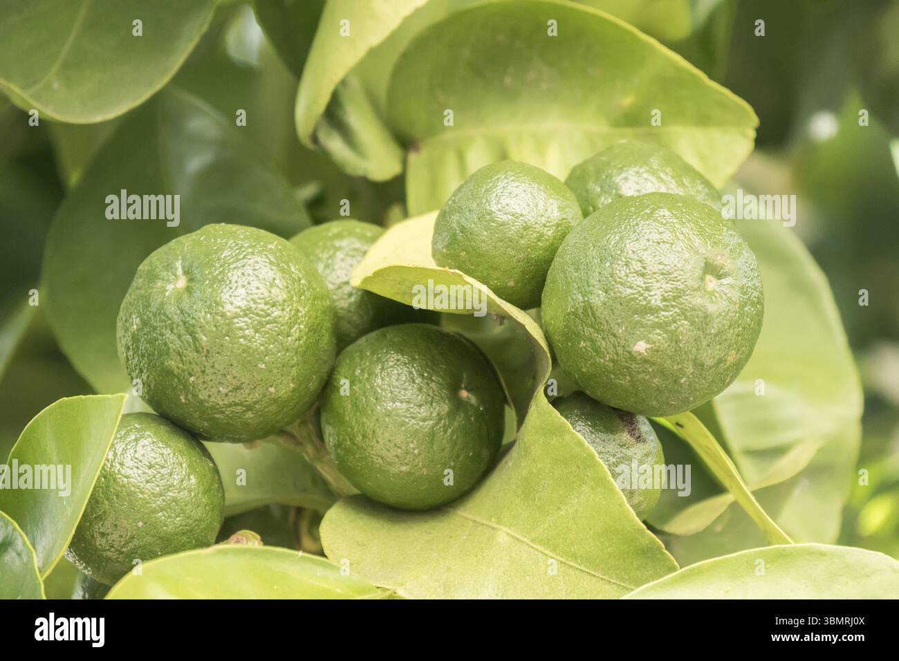 Unreife Orange in den Baum wachsen Stockfoto