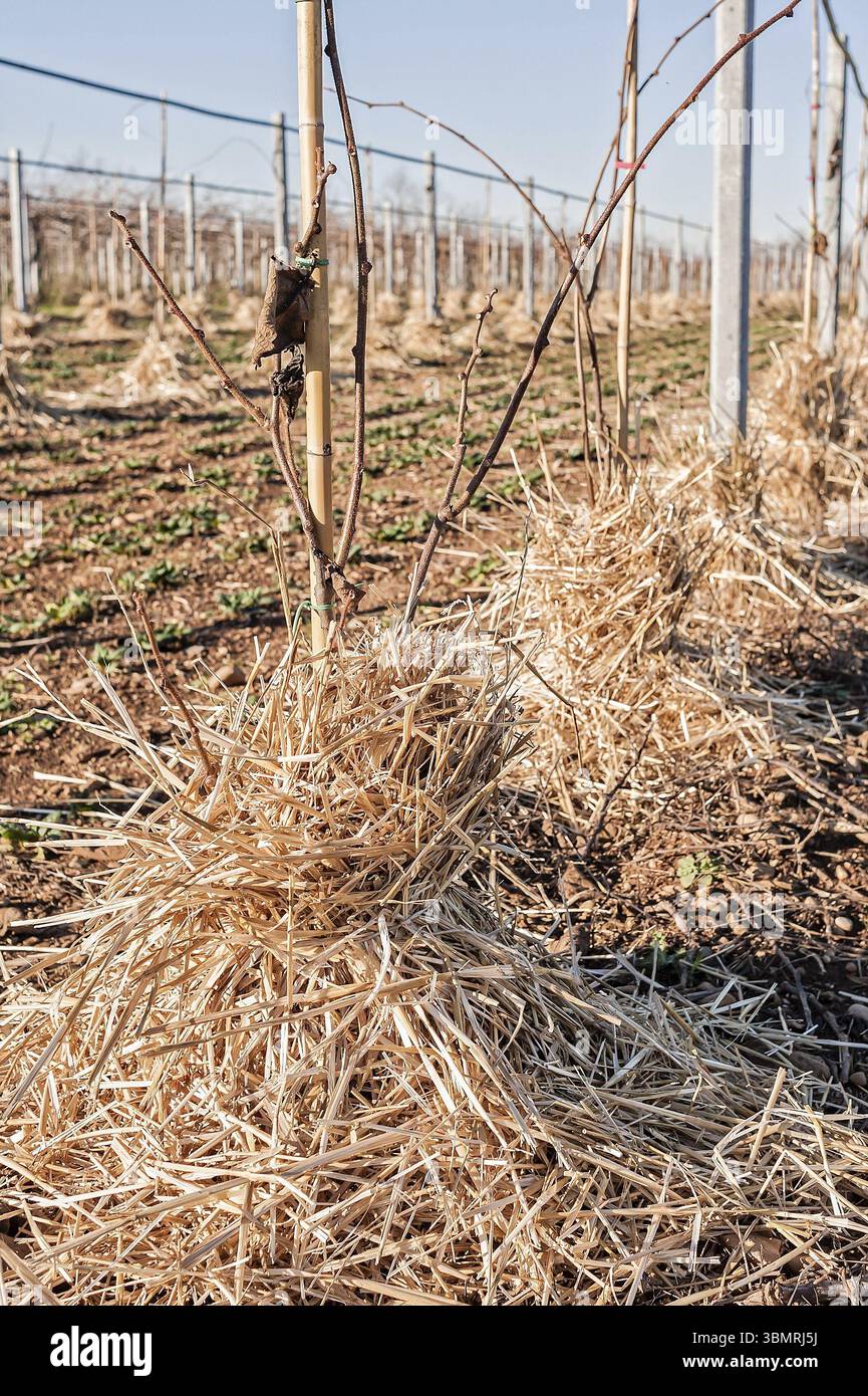 Mulchen der Wurzeln junger Bäume von Kiwy mit Stroh. Schutz vor Winterfrost Stockfoto