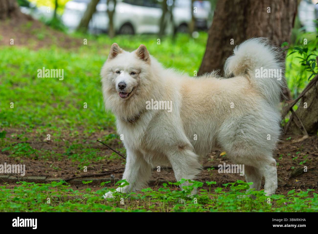 Ein wunderschöner Samoidenhund in einem Park Stockfoto