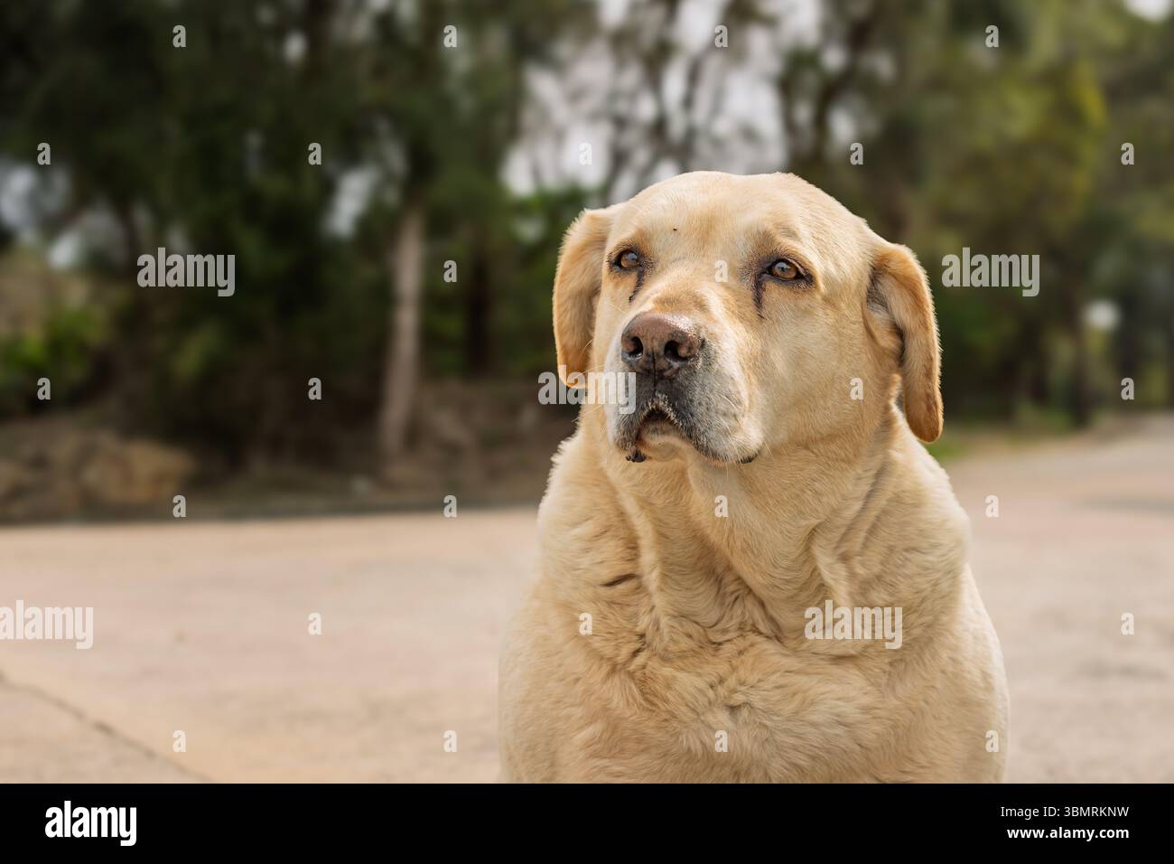 Ein süßer Hund, der auf Menschen blickt Stockfoto