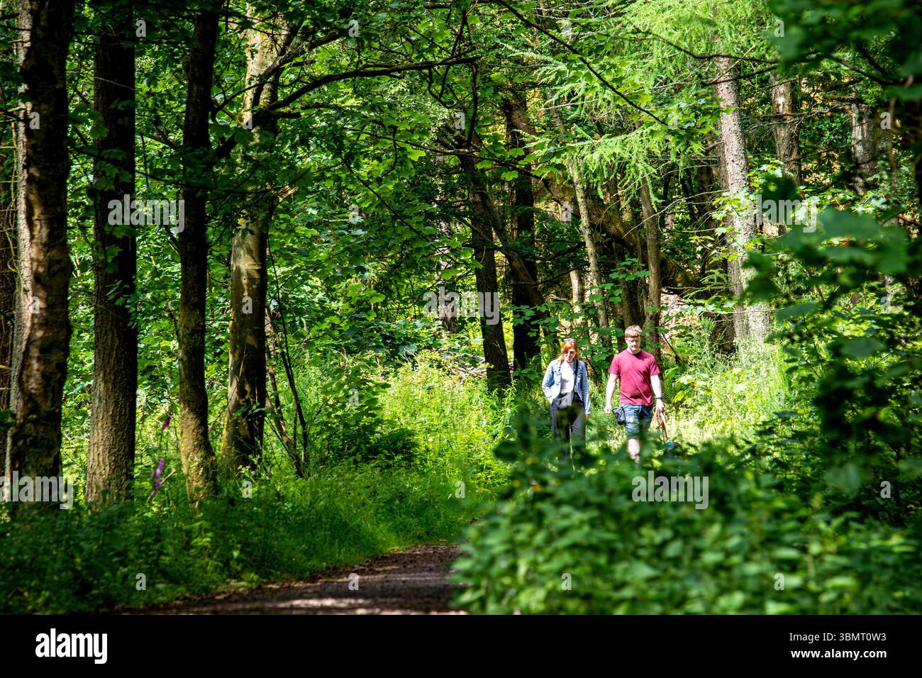 Dundee, Tayside, Schottland, Großbritannien. Juni 2025. Wetter in Großbritannien: Templeton Woods in Dundee hat schöne Sommersonne, aber stürmische Winde. Die wunderschöne waldreiche Umgebung zieht Wochenendbesucher an, die das Wetter und die schottische Landschaft genießen. Quelle: Dundee Photographics/Alamy Live News Stockfoto