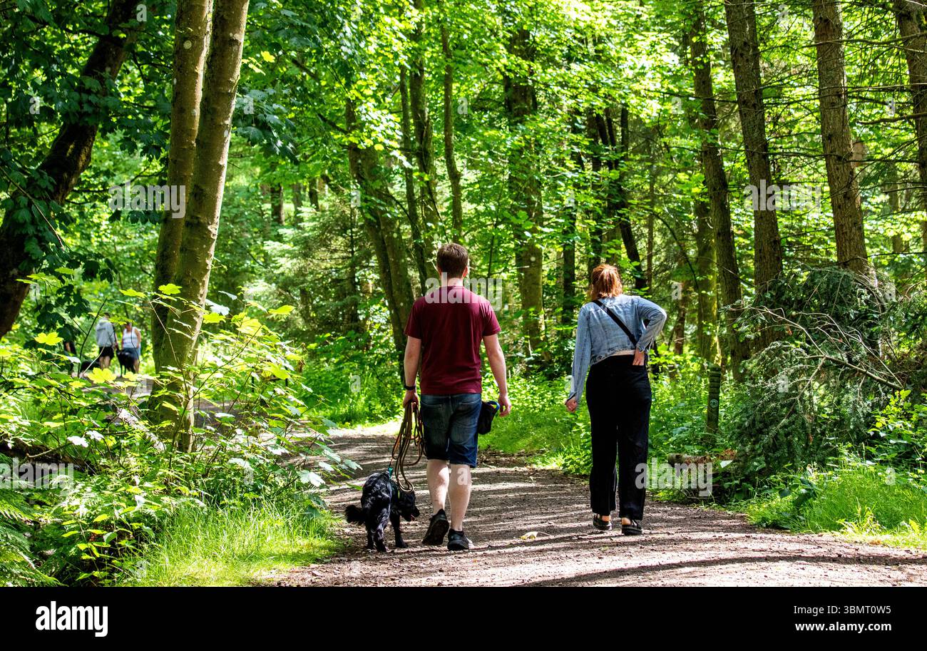 Dundee, Tayside, Schottland, Großbritannien. Juni 2025. Wetter in Großbritannien: Templeton Woods in Dundee hat schöne Sommersonne, aber stürmische Winde. Die wunderschöne waldreiche Umgebung zieht Wochenendbesucher an, die das Wetter und die schottische Landschaft genießen. Quelle: Dundee Photographics/Alamy Live News Stockfoto