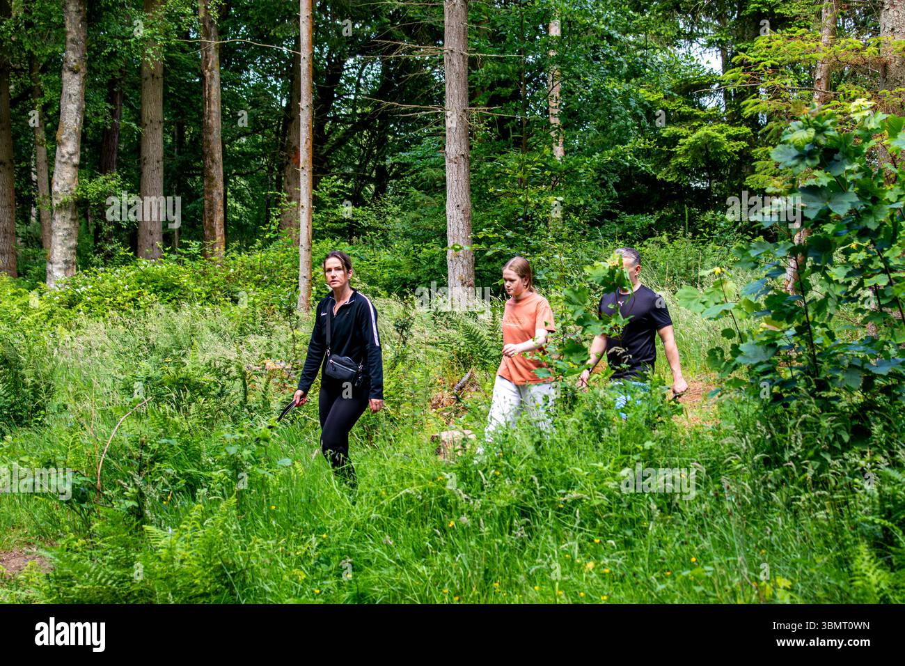 Dundee, Tayside, Schottland, Großbritannien. Juni 2025. Wetter in Großbritannien: Templeton Woods in Dundee hat schöne Sommersonne, aber stürmische Winde. Die wunderschöne waldreiche Umgebung zieht Wochenendbesucher an, die das Wetter und die schottische Landschaft genießen. Quelle: Dundee Photographics/Alamy Live News Stockfoto