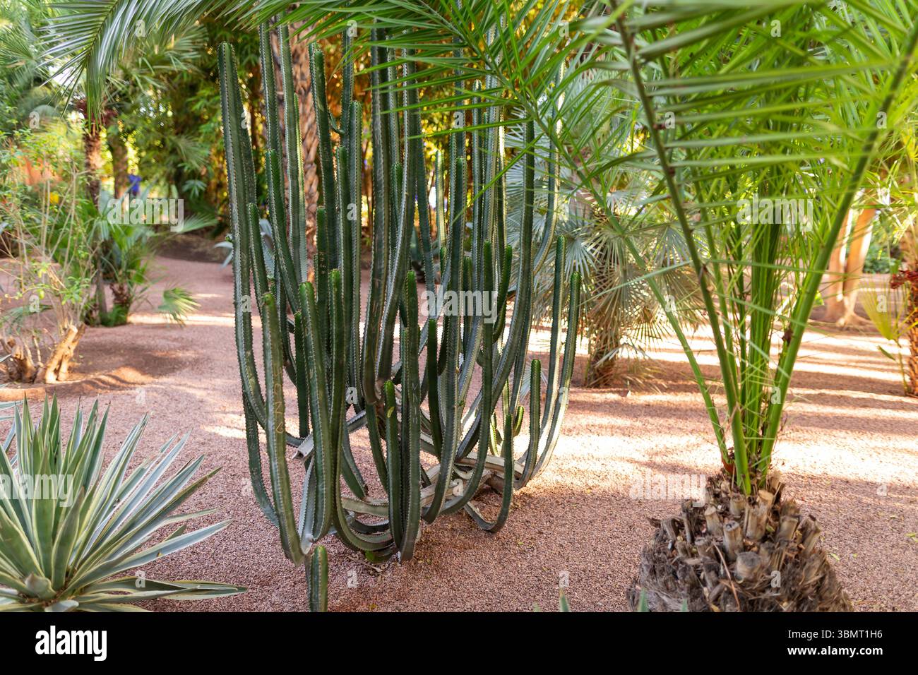 Großer grüner Kakteen umgeben von Palmblättern im Majorelle Garten, Marrakesch, Marokko – exotische Wüstenflora in natürlichem Licht Stockfoto
