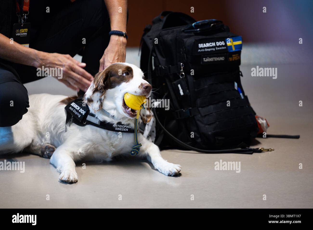 Die schwedische Meisterschaftswoche (auf schwedisch: SM-Veckan) am Donnerstag in Norrköping, Schweden. Im Bild: Molly ist der weltweit einzige Anti-Doping-Hund und Teil von Anti-Doping Schweden/Antidoping Sverige. Stockfoto