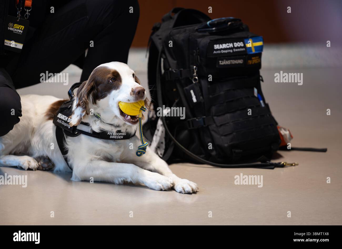 Die schwedische Meisterschaftswoche (auf schwedisch: SM-Veckan) am Donnerstag in Norrköping, Schweden. Im Bild: Molly ist der weltweit einzige Anti-Doping-Hund und Teil von Anti-Doping Schweden/Antidoping Sverige. Stockfoto
