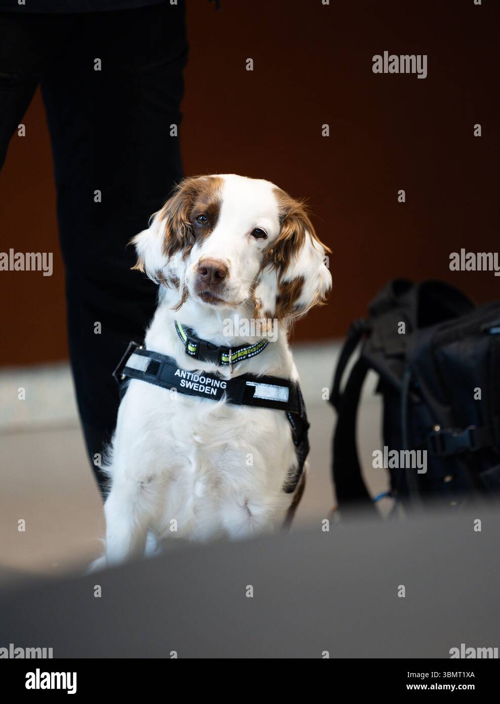 Die schwedische Meisterschaftswoche (auf schwedisch: SM-Veckan) am Donnerstag in Norrköping, Schweden. Im Bild: Molly ist der weltweit einzige Anti-Doping-Hund und Teil von Anti-Doping Schweden/Antidoping Sverige. Stockfoto