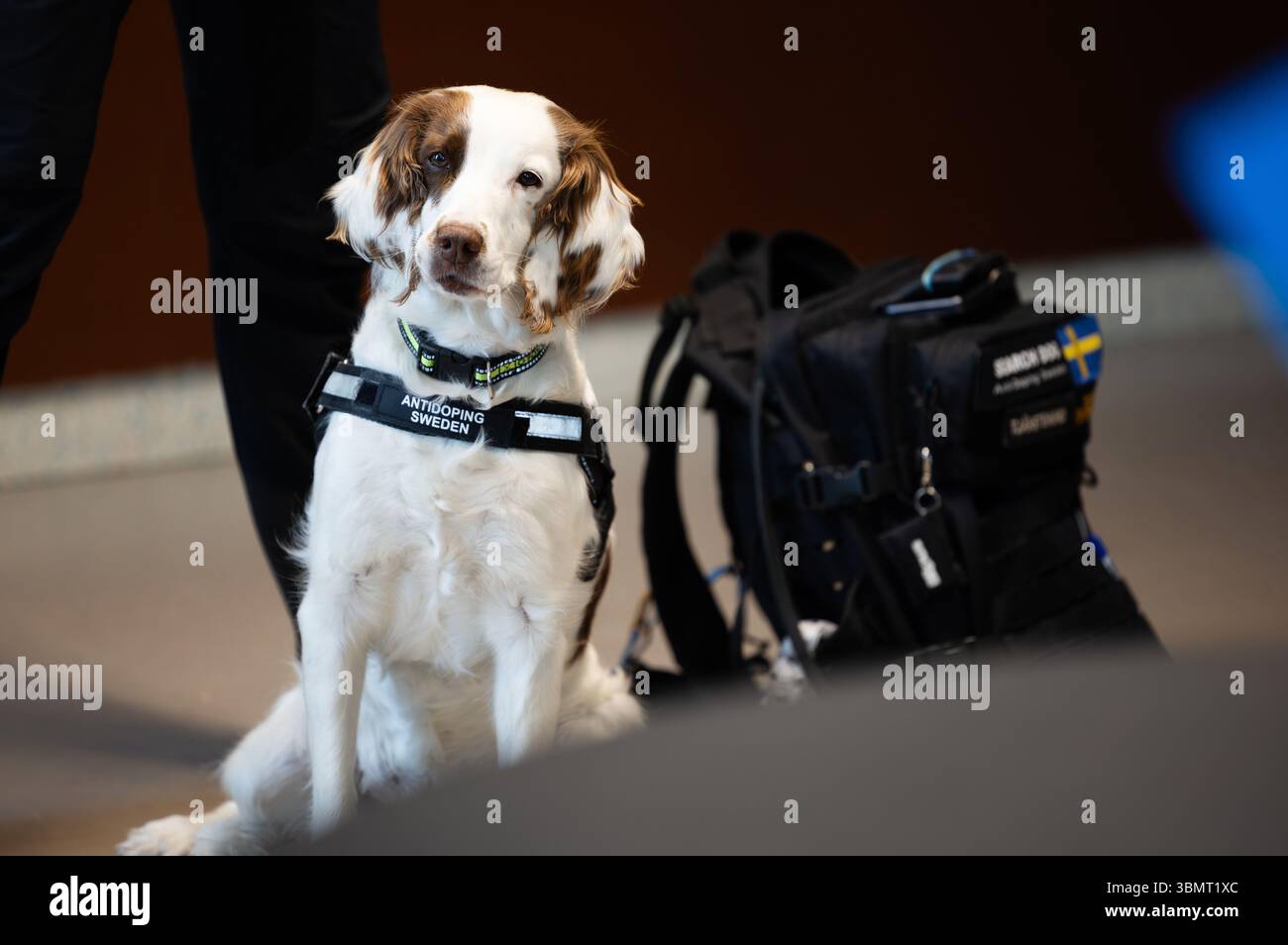 Die schwedische Meisterschaftswoche (auf schwedisch: SM-Veckan) am Donnerstag in Norrköping, Schweden. Im Bild: Molly ist der weltweit einzige Anti-Doping-Hund und Teil von Anti-Doping Schweden/Antidoping Sverige. Stockfoto