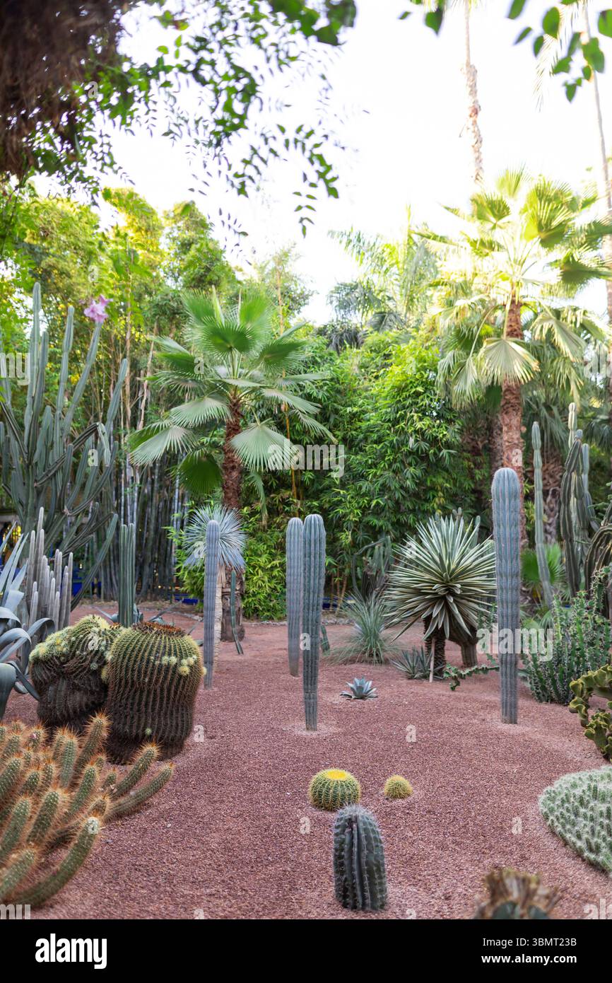 Marokkanischer botanischer Garten voller Sukkulenten, Kakteen und Palmen im Jardin Majorelle bei hellem Tageslicht Stockfoto