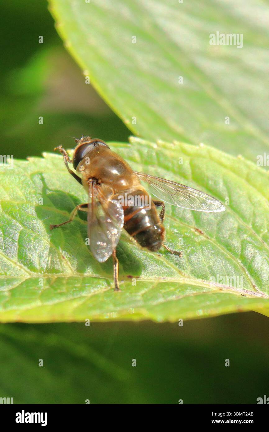 Drohnenflug, Eristalis Tenax Stockfoto