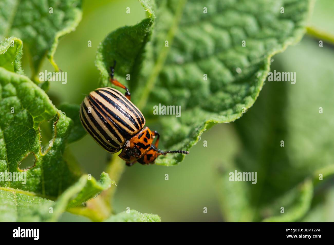 Gestreifter Colorado Beetle on Leaf – landwirtschaftlicher Schädling mit detaillierter Textur und natürlicher Beleuchtung Stockfoto