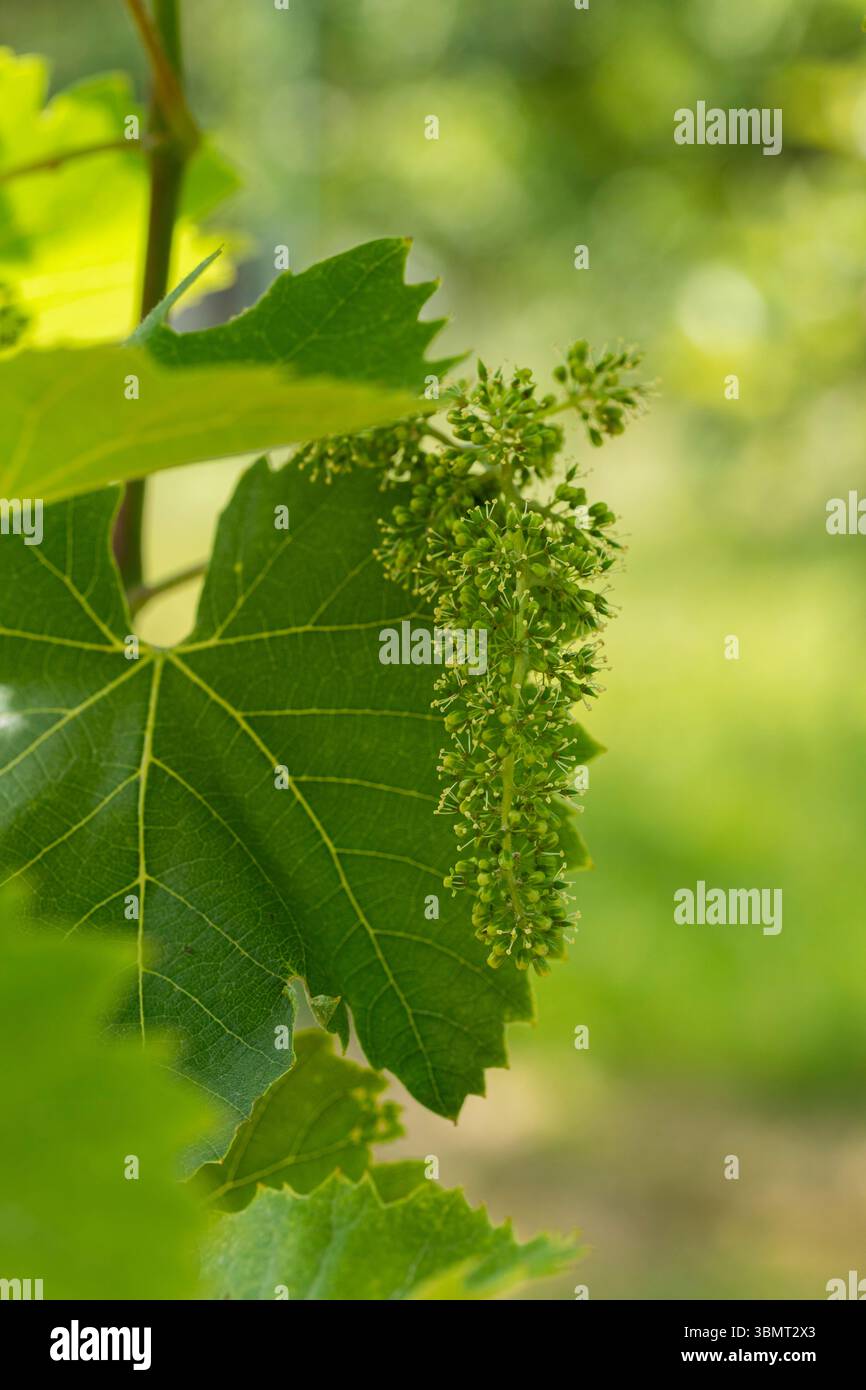 Early Stage Traubenstrauch, der sich auf der Rebe mit großem grünen Blatt bildet, in der Blütezeit im natürlichen Außenbereich gedreht Stockfoto