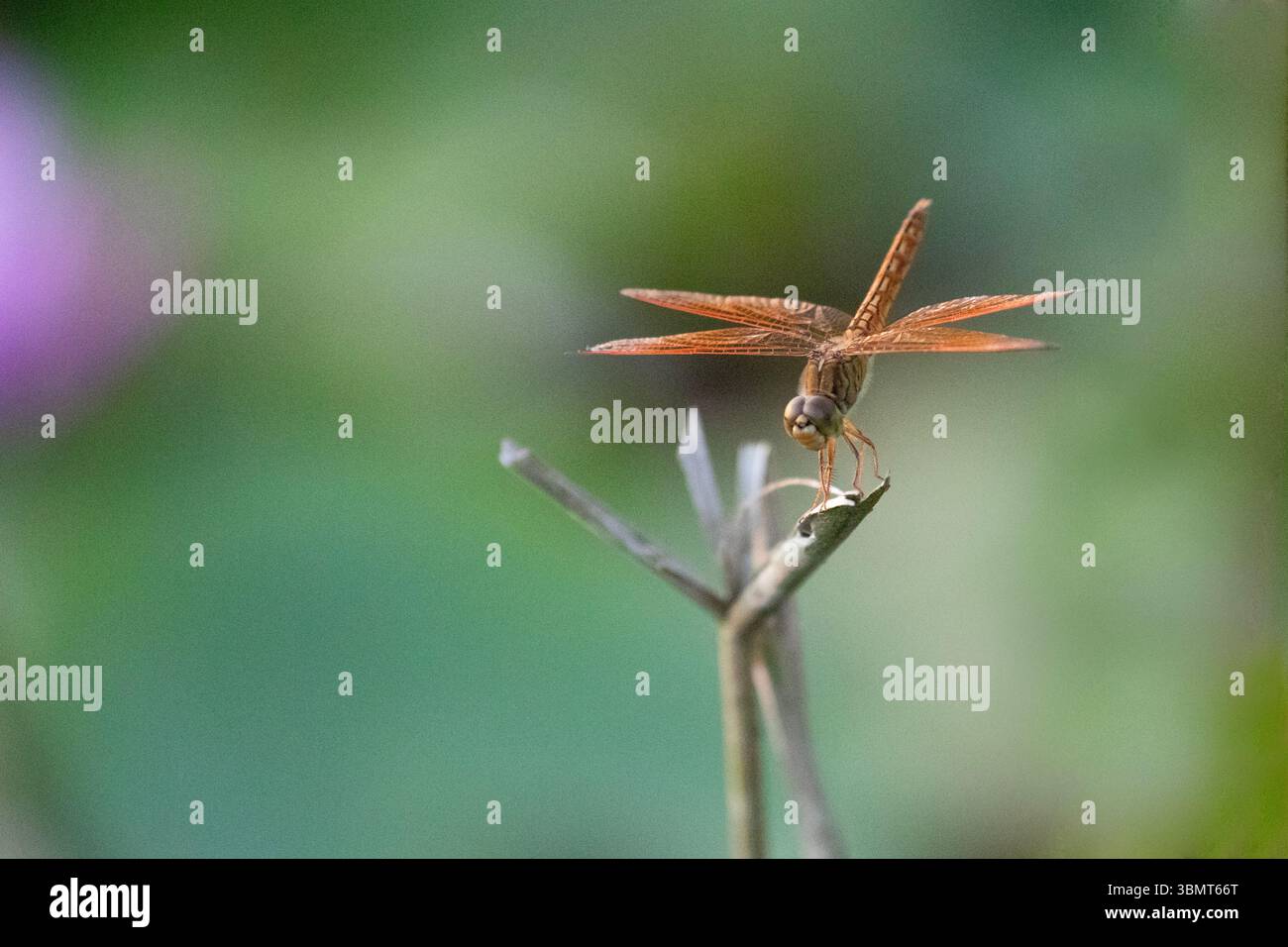 Eine bunte Libelle ruht an den Enden einer getrockneten Pflanze. Stockfoto
