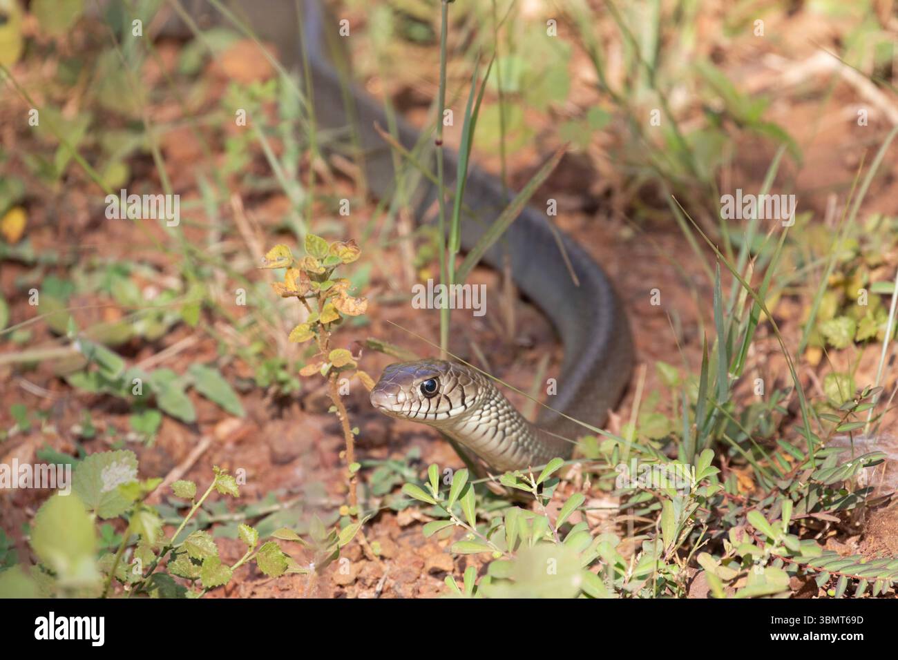 Eine Rattenschlange schlüpft durch das Gras im Wilpattu-Nationalpark. Stockfoto