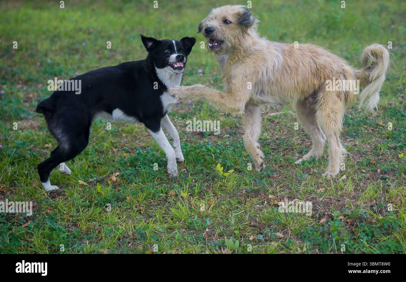 Zwei Hunde spielen auf dem Gras Stockfoto