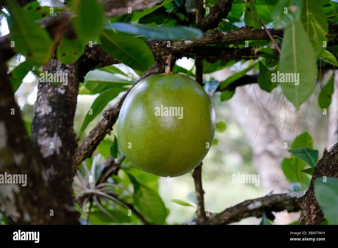 Berenuk Crescentia cujete hat große runde grüne Früchte, die in tropischen Wäldern wachsen Stockfoto