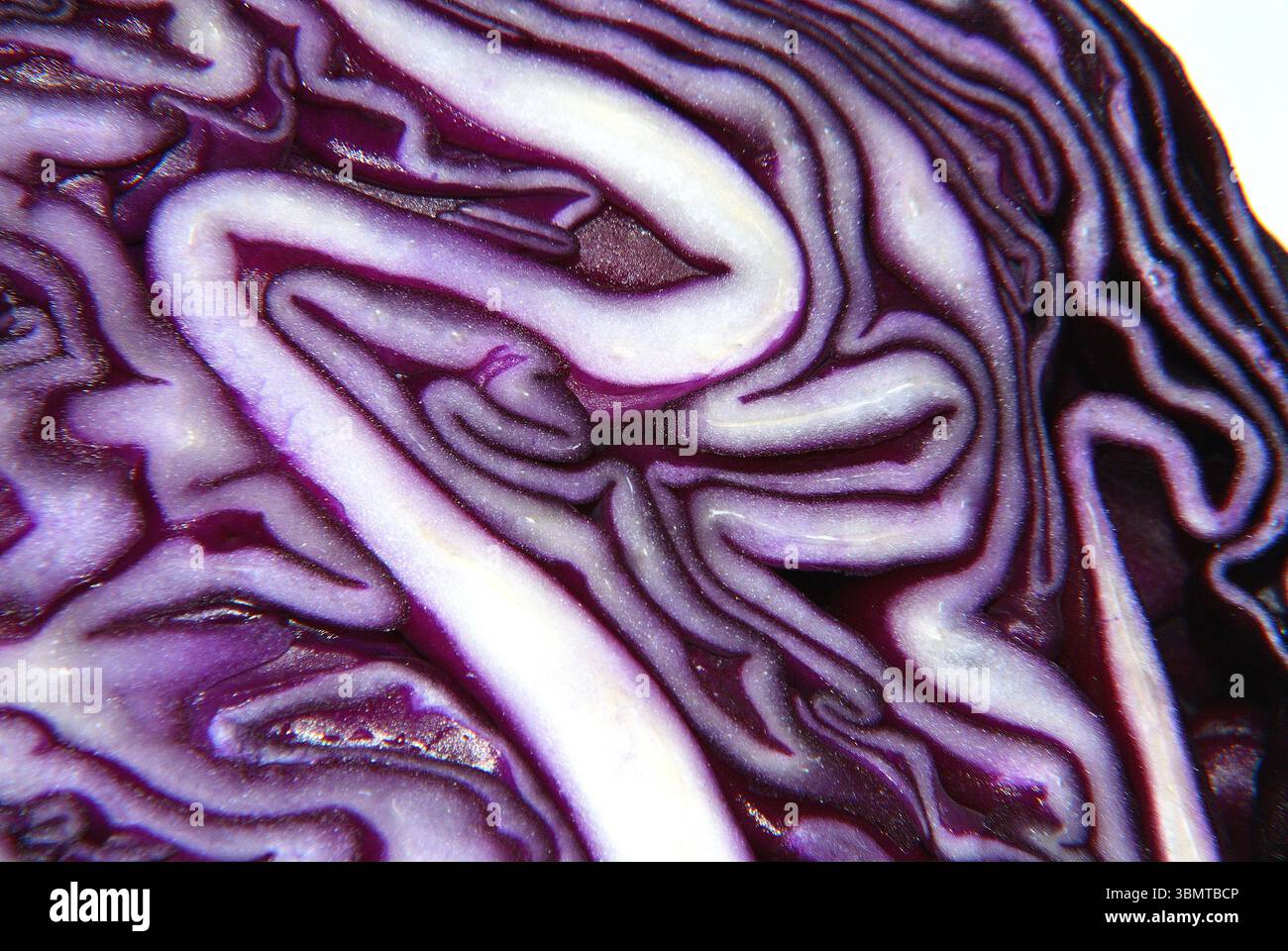 Abstrakte Makroaufnahme der labyrinthartigen Schnittfläche eines frischen Rotkohls (Brassica oleracea convar). Capitata var. Rubra) Stockfoto