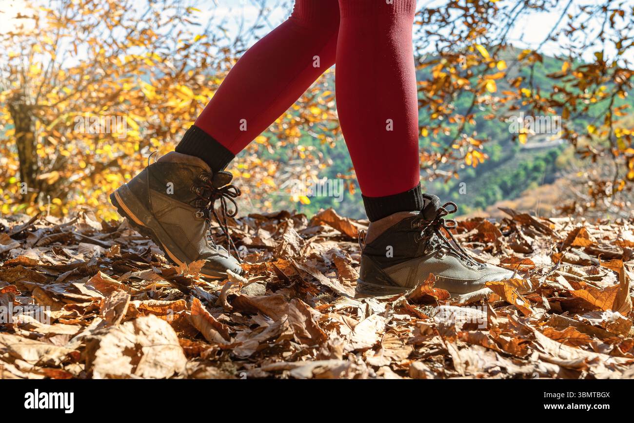 Nahaufnahme einer Frau, die im Herbst durch einen Kastanienwald geht. Sie trägt rote Strumpfhosen und Wanderschuhe. Gefallene Blätter, warmes Licht und natürlicher geldautomat Stockfoto