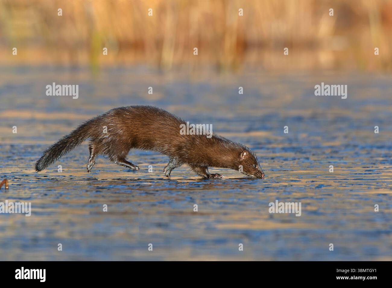 Amerikanischer Mink (Neovison Vison) läuft auf einem eisbedeckten Biberteich. November im Acadia-Nationalpark, Maine, USA. Stockfoto