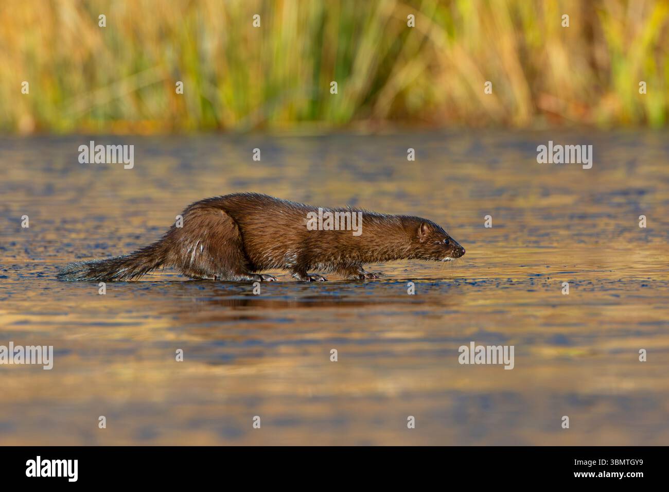 Amerikanischer Mink (Neovison Vison) jagt auf dünnem Eis in einem Biberteich. November im Acadia-Nationalpark, Maine, USA. Stockfoto