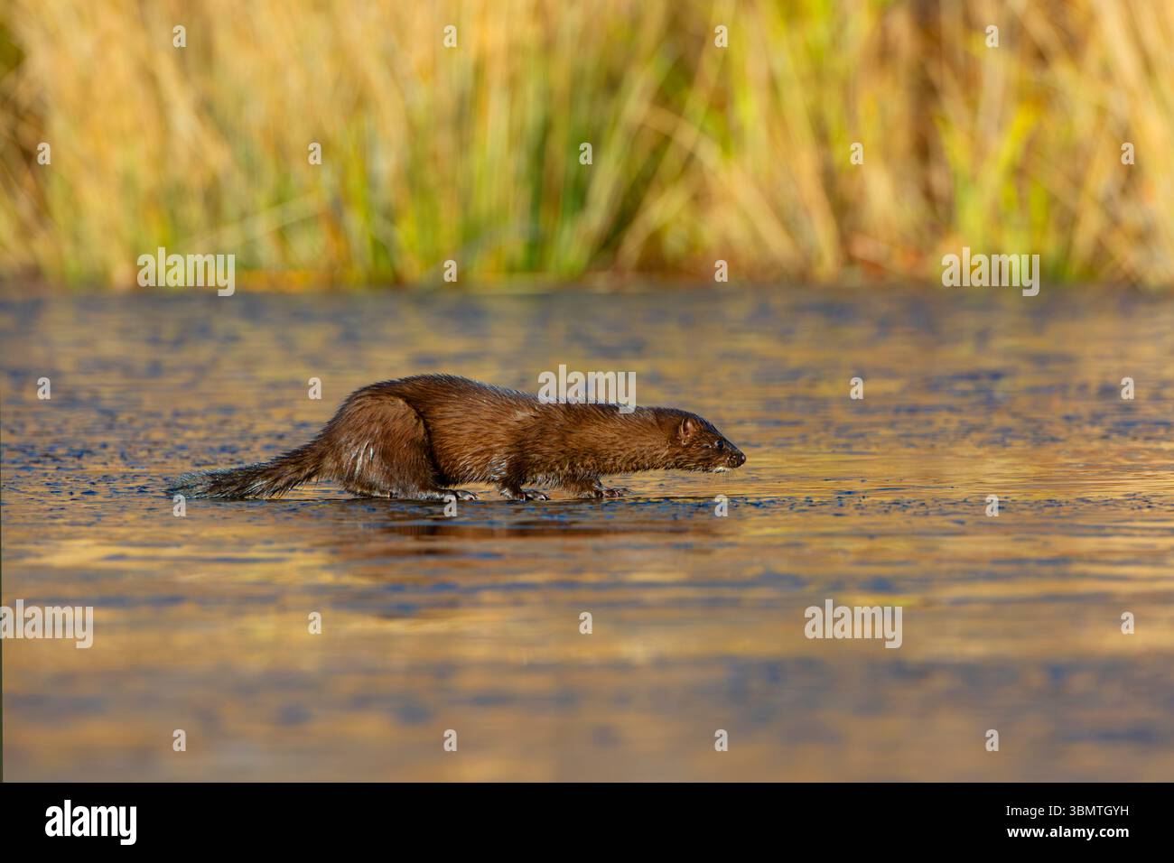 Amerikanischer Mink (Neovison Vison) Jagd auf einem eisbedeckten Biberteich. November im Acadia-Nationalpark, Maine, USA. Stockfoto